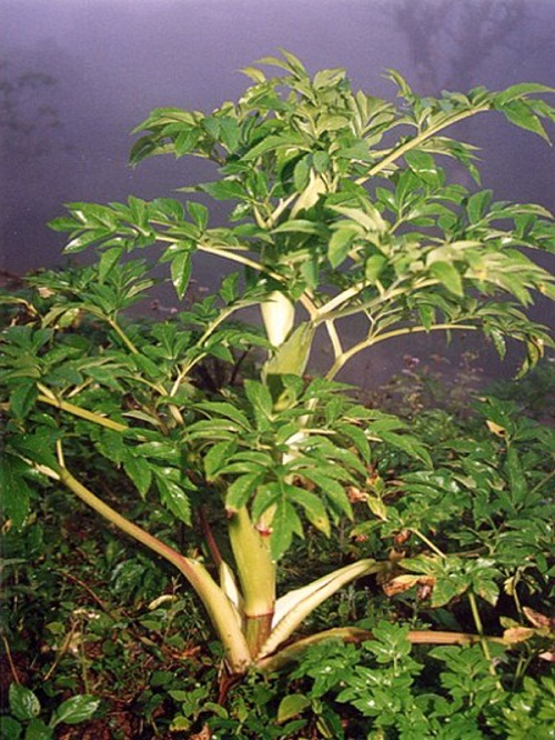 Bạch chỉ chữa cảm phong hàn